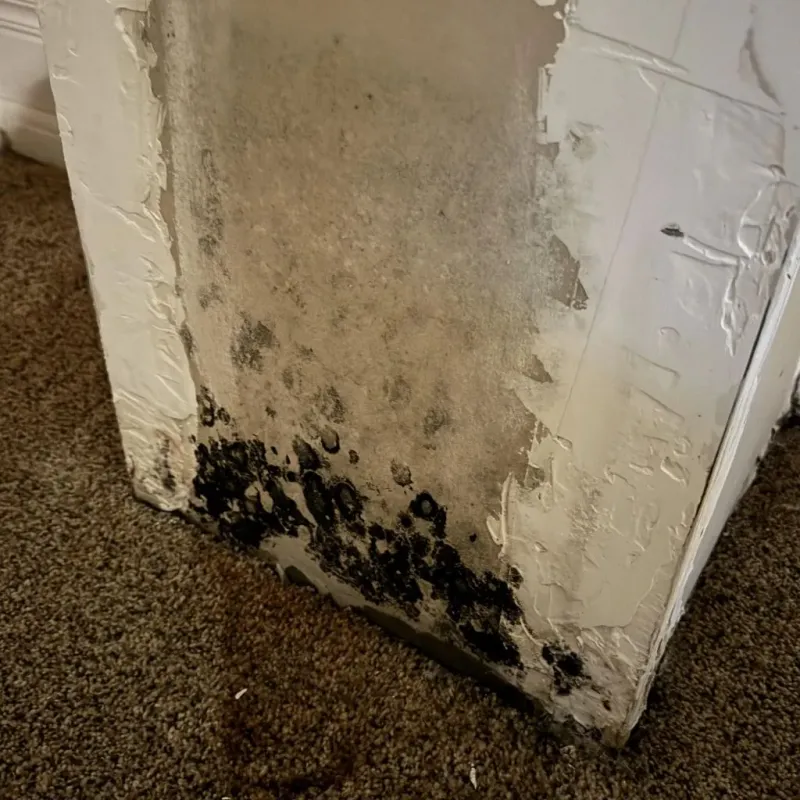 Professional Mold Removal in Scotland, PA